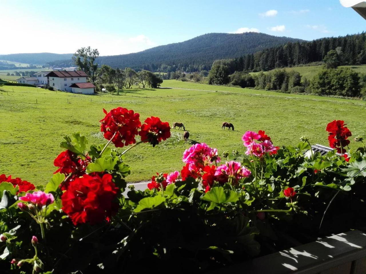 Ferienwohnung Dachs Zachenberg Buitenkant foto